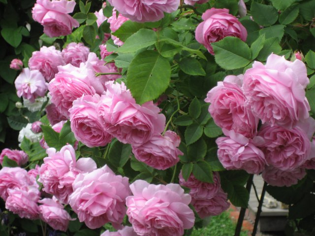 garden-roses