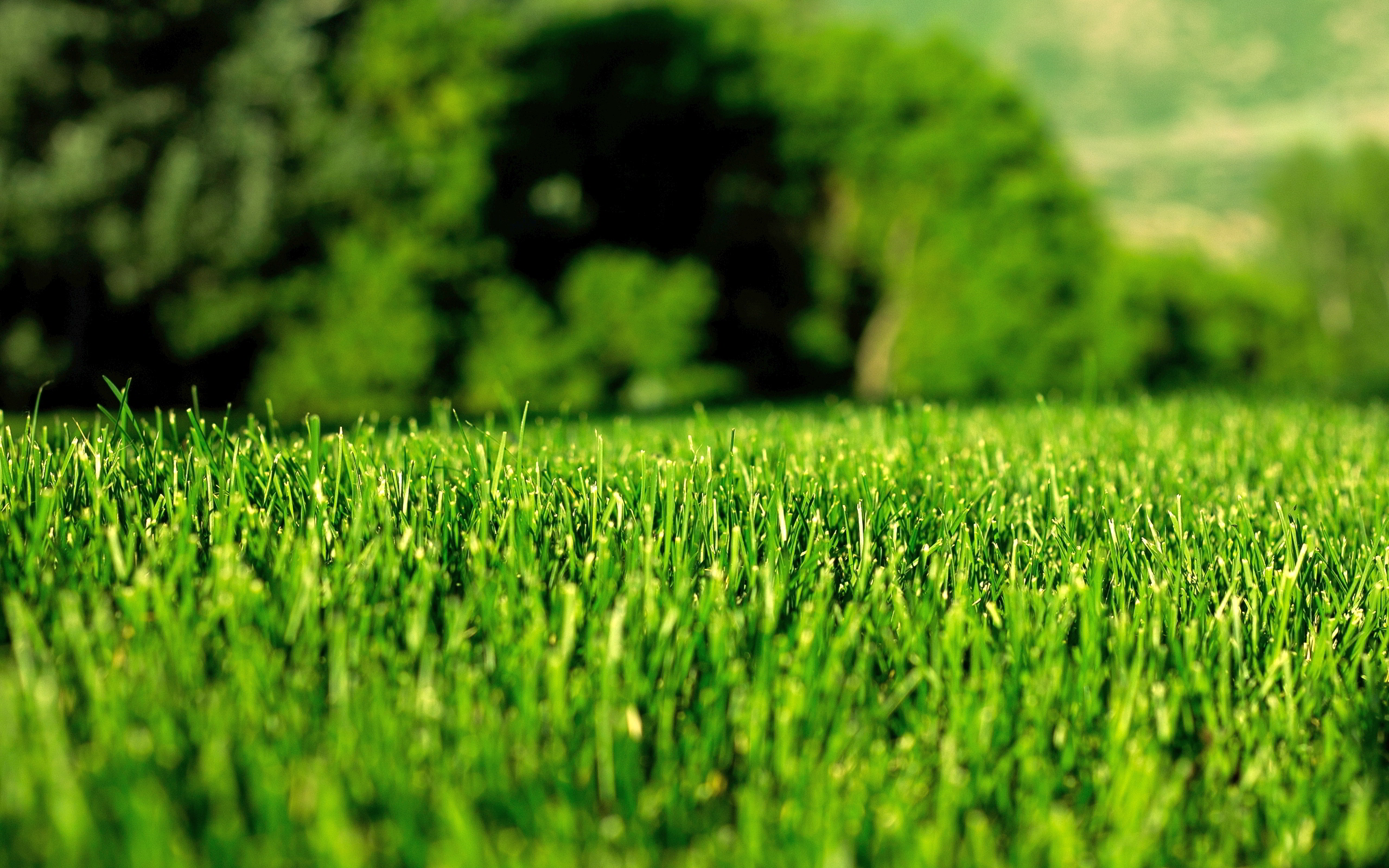 green-lawn