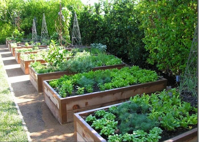 Plant a winter veggie garden