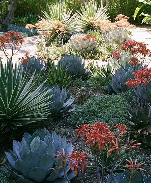 Drought tolerant gardens - what's the big deal?