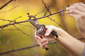 Winter pruning and cleaning